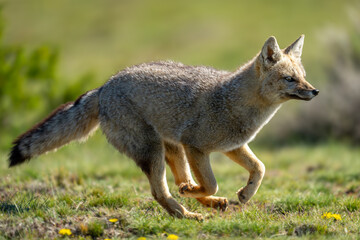 South American gray fox runs through field