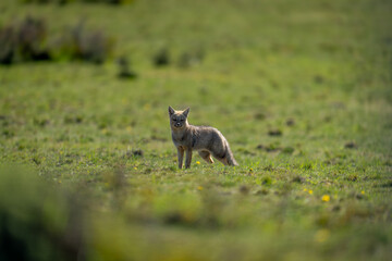 South American gray fox standing in sunshine