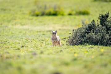 South American gray fox stands by bush