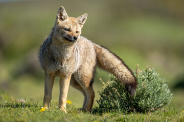 South American gray fox stands cocking head