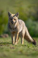 South American gray fox stands in clearing