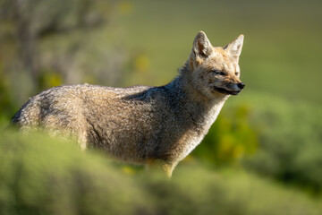 South American gray fox stands behind bushes