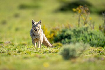 South American gray fox stands in scrubland