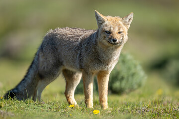 South American gray fox stands in sun