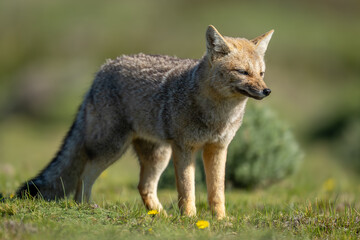 South American gray fox stands in sunlight