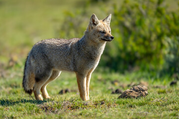 South American gray fox stands on grass