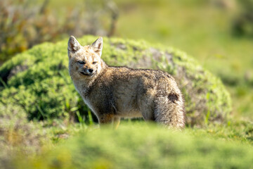 South American gray fox stands looking round