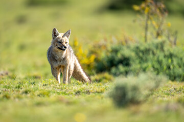 South American gray fox stands on scrubland