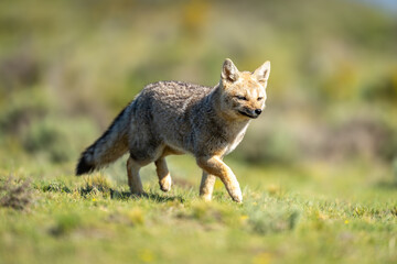 South American gray fox trots across field