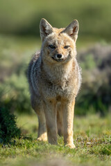 South American gray fox stands watching lens