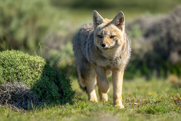 South American gray fox walks lifting foot