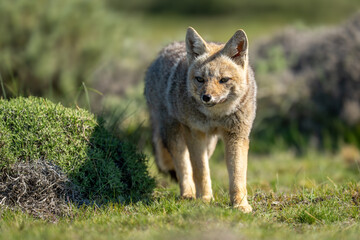 South American gray fox walking toward camera