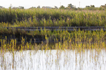 Vegetación en el lago