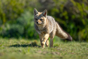South American gray fox walks raising foot