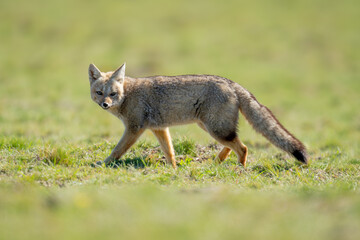 South American gray fox walks across field