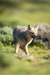 South American gray fox walks opening jaws