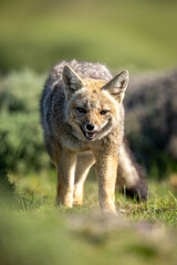 South American gray fox walks opening mouth