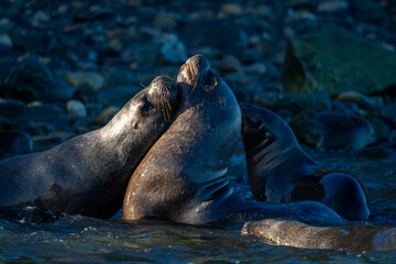 South American sea lions play in shallows
