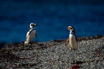 Two Magellanic penguins on shingle in sunshine
