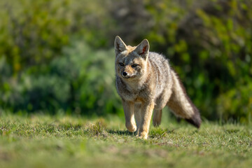 South American gray fox walks near bushes