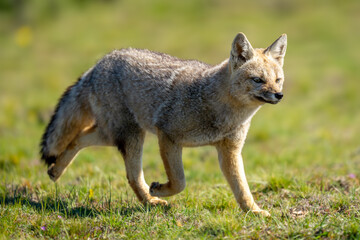 South American gray fox trots over grass