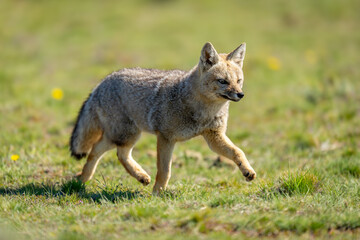 South American gray fox trotting in grass