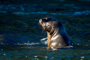 Fototapeta premium South American sea lions nuzzling in water