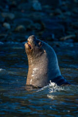 Obraz premium South American sea lion swims opening mouth
