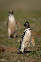 Two Magellanic penguins waddle down grassy slope