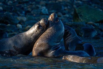 South American sea lions play in sea