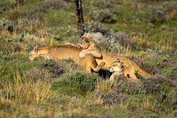 Two puma cubs play fight near another