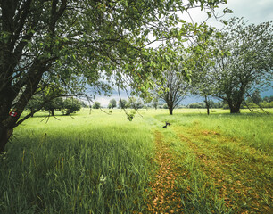 Old abandoned apricot garden with twisted scary trees in early spring.