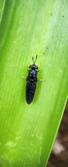 Macro Photography Of A Black Soldier Fly On A Leaf
