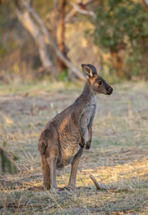 Cute wild young kangaroo grazing close-up, animal portrait, Australian wildlife