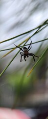 Macro Photography Of A Spider On The Web