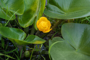 Beautiful yellow water-lily. Nuphar lutea or brandy-bottle plant. Aquatic plant grows in shallow...
