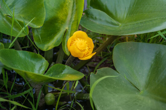 Beautiful yellow water-lily. Nuphar lutea or brandy-bottle plant. Aquatic plant grows in shallow water and wetlands. Place for text.