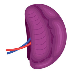 Vector illustration of a human spleen. The concept of organs for study for medical and biological purposes. Picture for books, magazines and articles