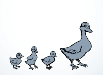 Mother duck with ducklings. Vector outline drawing