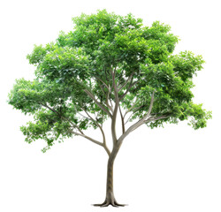 tree isolated on a transparent background