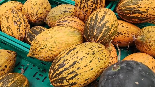 Yellow fresh striped melons in boxes on sale in the store