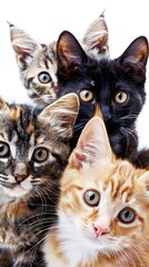 Fototapeta premium Cats posing for a photo, pure white background, realistic, high resolution, studio lighting, sharp focus