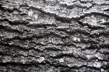 Texture pattern of the bark. bark of a tree in the forest. dark tree bark background.