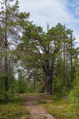 Porjustallen, 800 year old pine tree in Jokkmokk, Lappland, Sweden