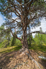 Porjustallen, 800 year old pine tree in Jokkmokk, Lappland, Sweden