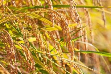 田んぼの稲穂