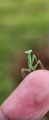 Macro Photography Of A Young Praying Mantis On A Hand