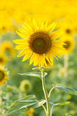 伸びるひまわり