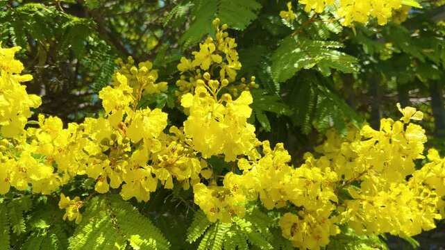 Blossom of beautiful Peltophorum dubium tree with a yellow crown 