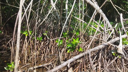 Mangrove forest plants with thick roots